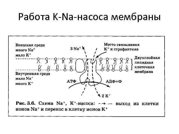 Работа K-Na-насоса мембраны 