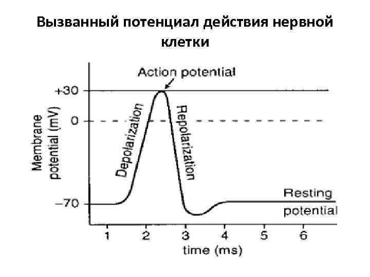 Вызванный потенциал действия нервной клетки 