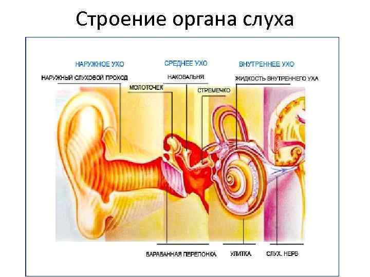 Строение органа слуха 
