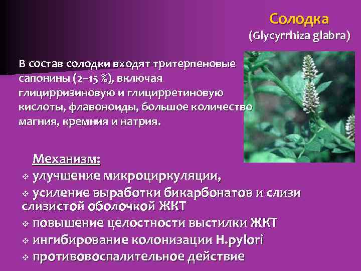 Солодка (Glycyrrhiza glabra) В состав солодки входят тритерпеновые сапонины (2– 15 %), включая глицирризиновую