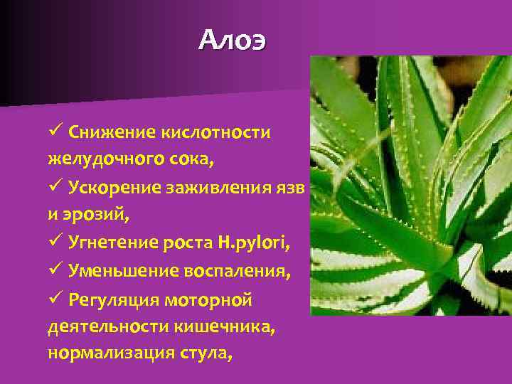 Алоэ ü Снижение кислотности желудочного сока, ü Ускорение заживления язв и эрозий, ü Угнетение