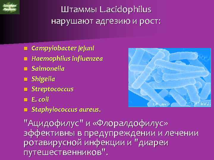 Штаммы L. acidophilus нарушают адгезию и рост: n n n n Campylobacter jejuni Haemophilus