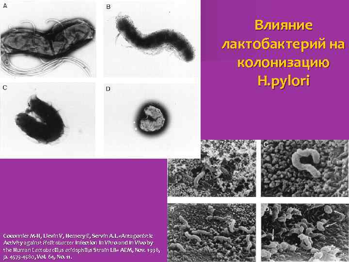 Влияние лактобактерий на колонизацию H. pylori Coconnier M-H, Lievin V, Hemery E, Servin A.
