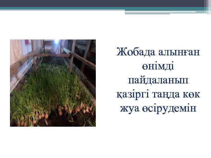 Жобада алынған өнімді пайдаланып қазіргі таңда көк жуа өсірудемін 