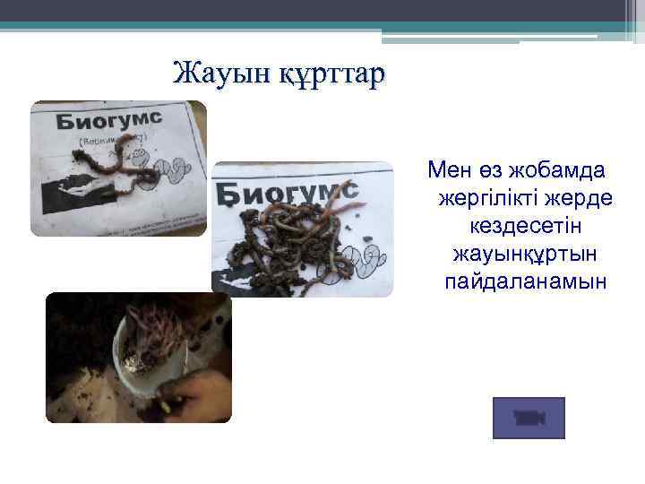 Жауын құрттар Мен өз жобамда жергілікті жерде кездесетін жауынқұртын пайдаланамын 