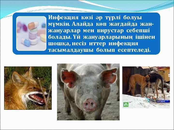 Инфекция көзі әр түрлі болуы мүмкін. Алайда көп жағдайда жанжануарлар мен вирустар себепші болады.