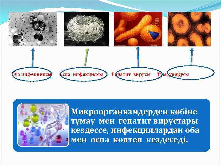 Оба инфекциясы Оспа инфекциясы Гепатит вирусы Тұмаувирусы Микроорганизмдерден көбіне тұмау мен гепатит вирустары кездессе,