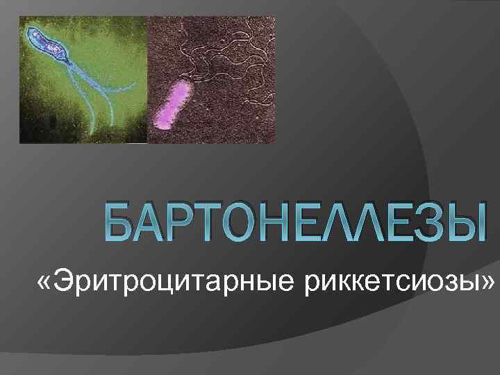 БАРТОНЕЛЛЕЗЫ «Эритроцитарные риккетсиозы» 