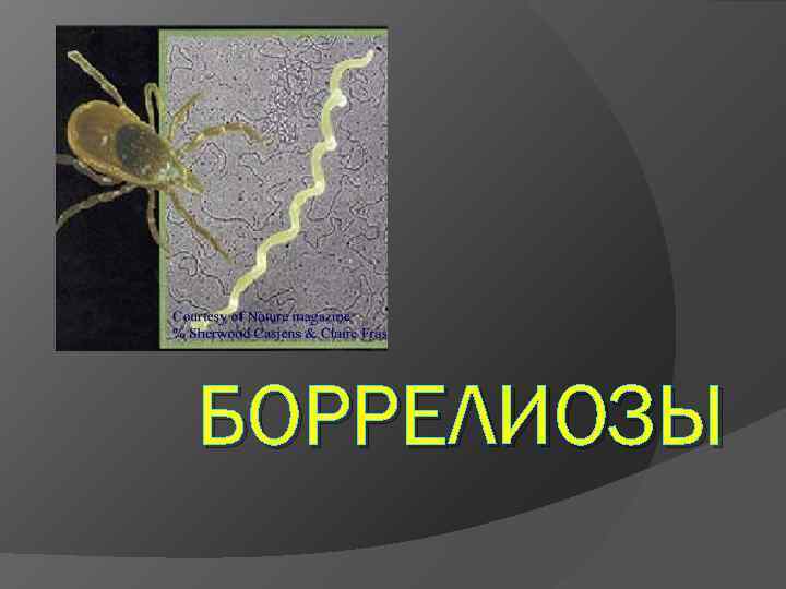 БОРРЕЛИОЗЫ 