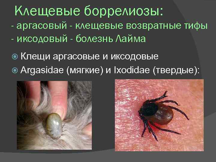 Клещевые боррелиозы: - аргасовый - клещевые возвратные тифы - иксодовый - болезнь Лайма Клещи