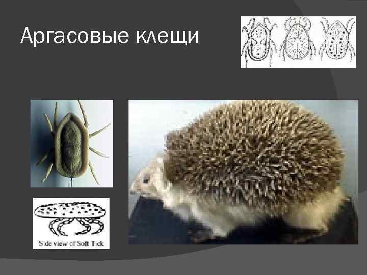 Аргасовые клещи 