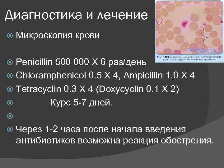 Диагностика и лечение Микроскопия крови Penicillin 500 000 X 6 раз/день Chloramphenicol 0. 5
