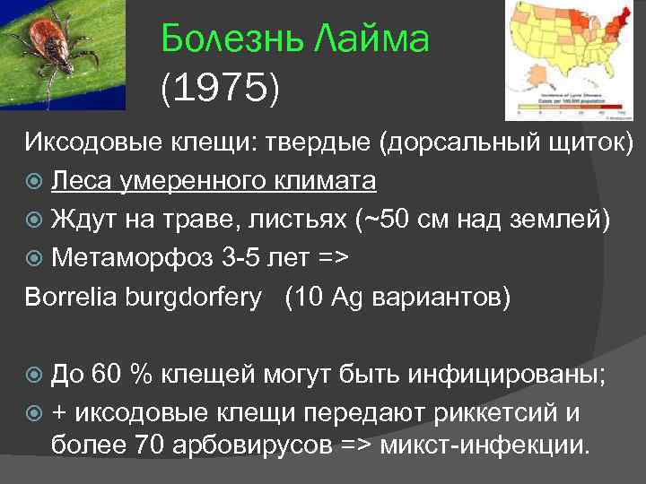 Болезнь Лайма (1975) Иксодовые клещи: твердые (дорсальный щиток) Леса умеренного климата Ждут на траве,