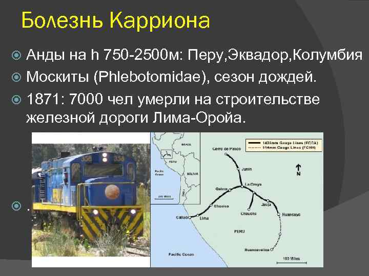 Болезнь Карриона Анды на h 750 -2500 м: Перу, Эквадор, Колумбия Москиты (Phlebotomidae), сезон