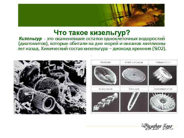 Что такое кизельгур? Кизельгур - это окаменевшие остатки одноклеточных водорослей (диатомитов), которые обитали на