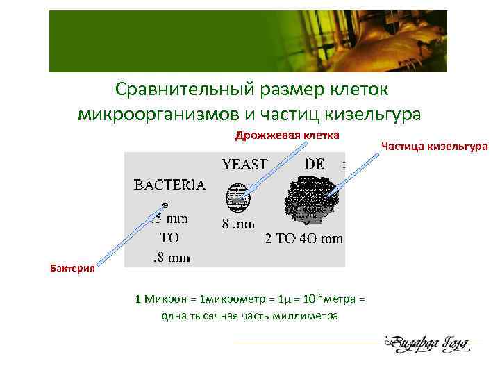 Сравнительный размер клеток микроорганизмов и частиц кизельгура Дрожжевая клетка Бактерия 1 Микрон = 1