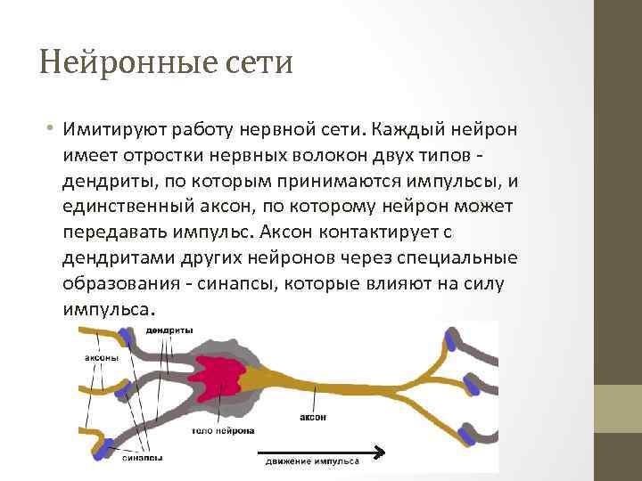 Нейронные сети • Имитируют работу нервной сети. Каждый нейрон имеет отростки нервных волокон двух