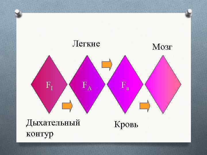 Легкие FI Дыхательный контур FA Мозг Fa Кровь 