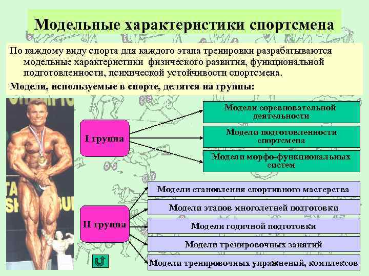 Модельные характеристики спортсмена По каждому виду спорта для каждого этапа тренировки разрабатываются модельные характеристики