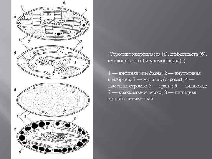 Лейкопласты строение