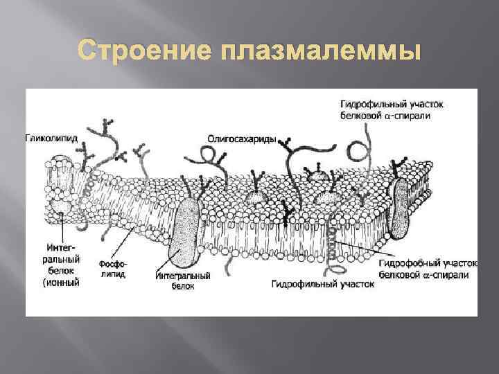 Строение плазмалеммы 