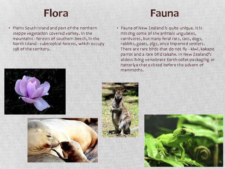 Flora • Plains South Island part of the northern steppe vegetation covered variety. In