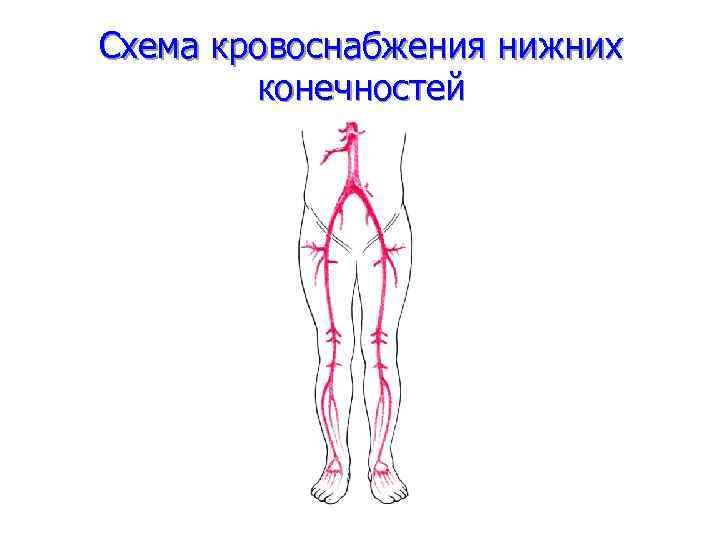 Схема кровоснабжения нижних конечностей 