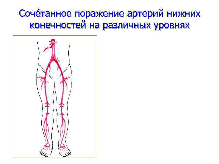 Кровообращение нижних