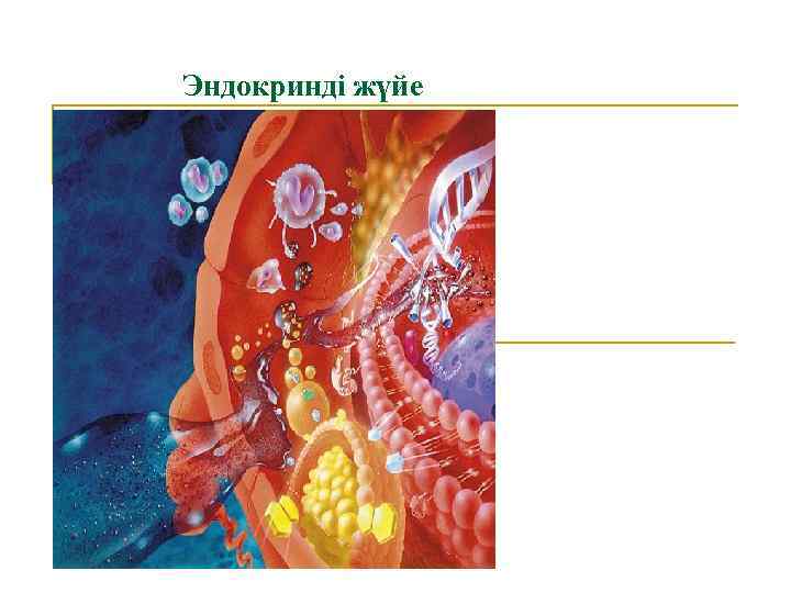 Эндокринді жүйе 