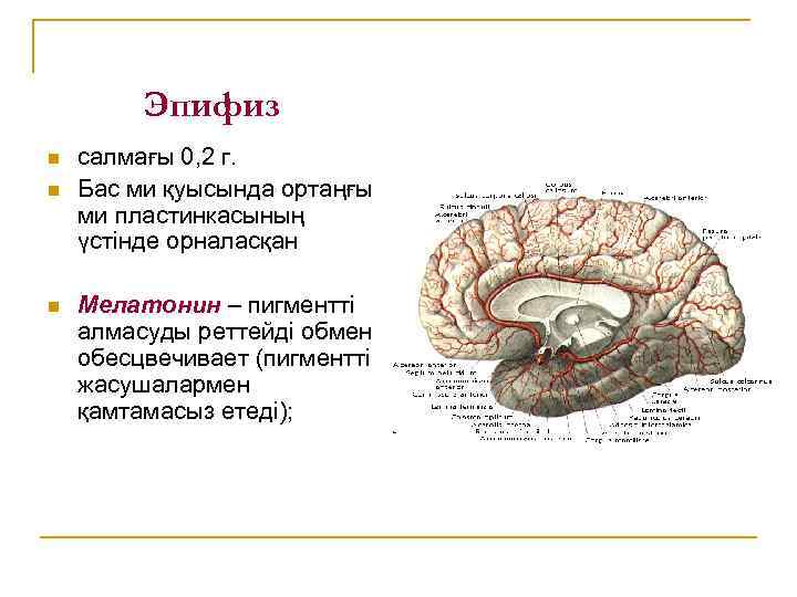 Эпифиз n n n салмағы 0, 2 г. Бас ми қуысында ортаңғы ми пластинкасының