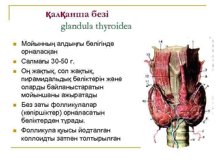 қалқанша безі glandula thyroidea n n n Мойынның алдыңғы бөлігінде орналасқан Салмағы 30 -50