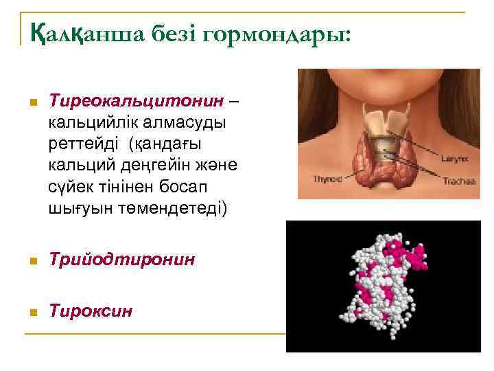 Қалқанша безі гормондары: n Тиреокальцитонин – кальцийлік алмасуды реттейді (қандағы кальций деңгейін және сүйек