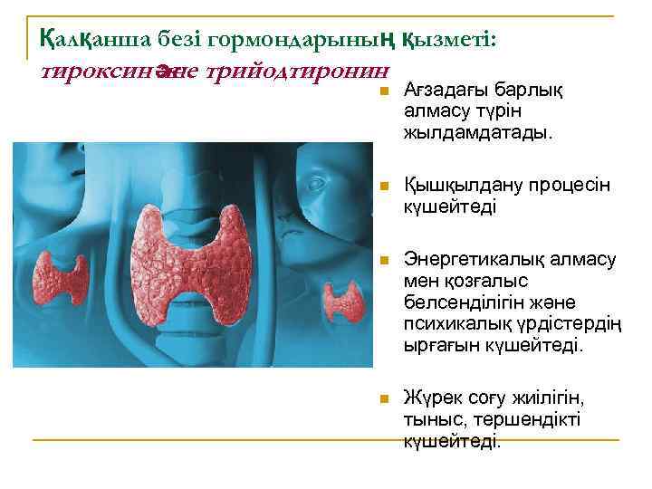 Қалқанша безі гормондарының қызметі: тироксин әне трийодтиронин ж n Ағзадағы барлық алмасу түрін жылдамдатады.