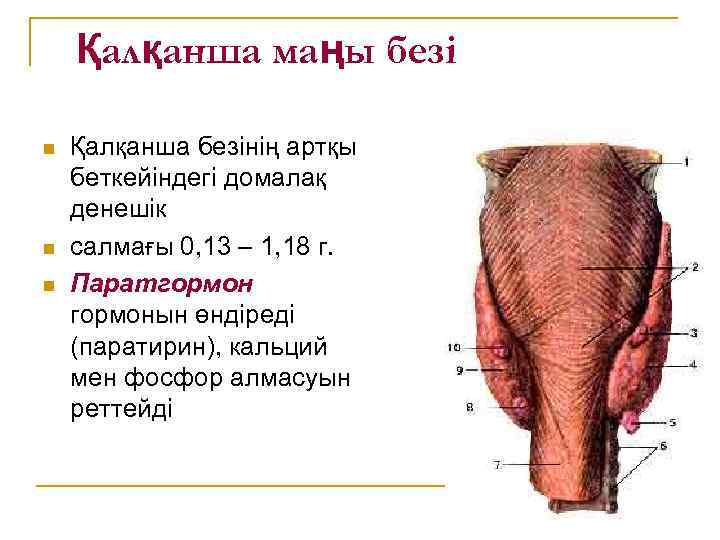 Қалқанша маңы безі n n n Қалқанша безінің артқы беткейіндегі домалақ денешік салмағы 0,