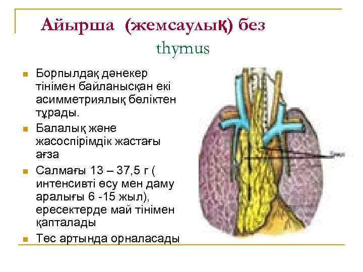 Айырша (жемсаулық) без thymus n n Борпылдақ дәнекер тінімен байланысқан екі асимметриялық бөліктен тұрады.