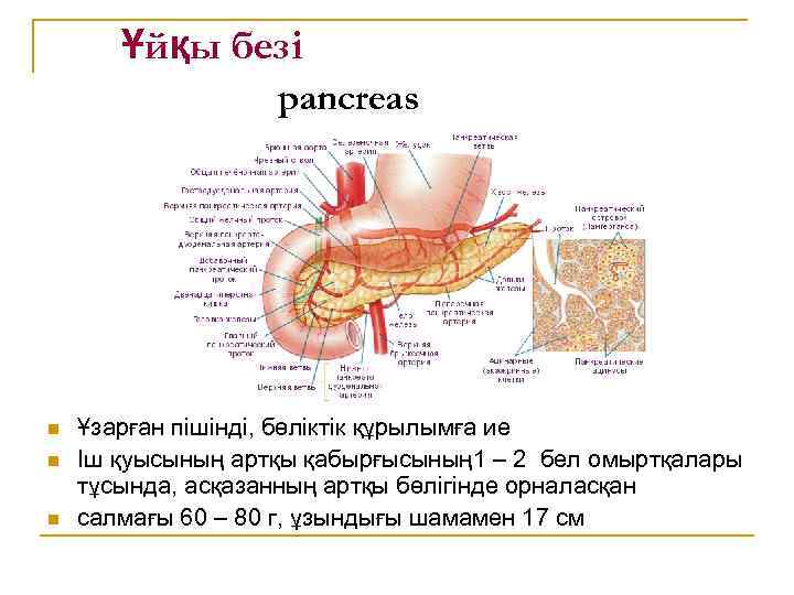 Ұйқы безі pancreas n n n Ұзарған пішінді, бөліктік құрылымға ие Іш қуысының артқы