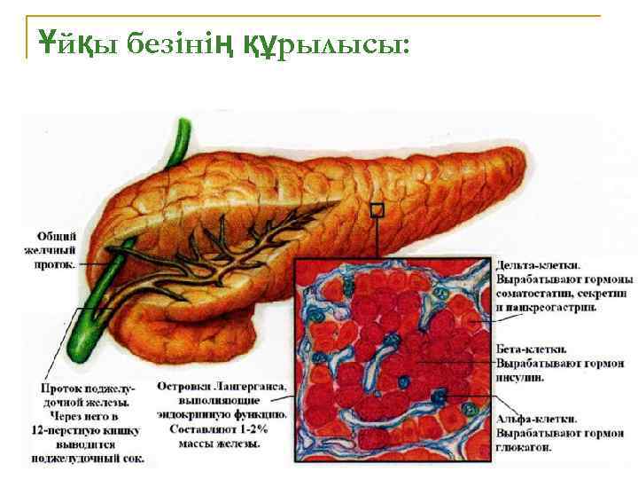 Ұйқы безінің құрылысы: 