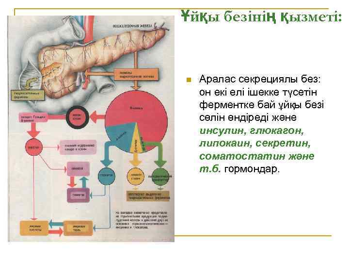 Ұйқы безінің қызметі: n Аралас секрециялы без: он екі елі ішекке түсетін ферментке бай