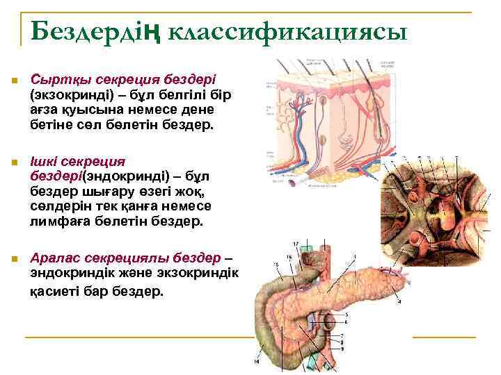 Бездердің классификациясы n Сыртқы секреция бездері (экзокринді) – бұл белгілі бір ағза қуысына немесе