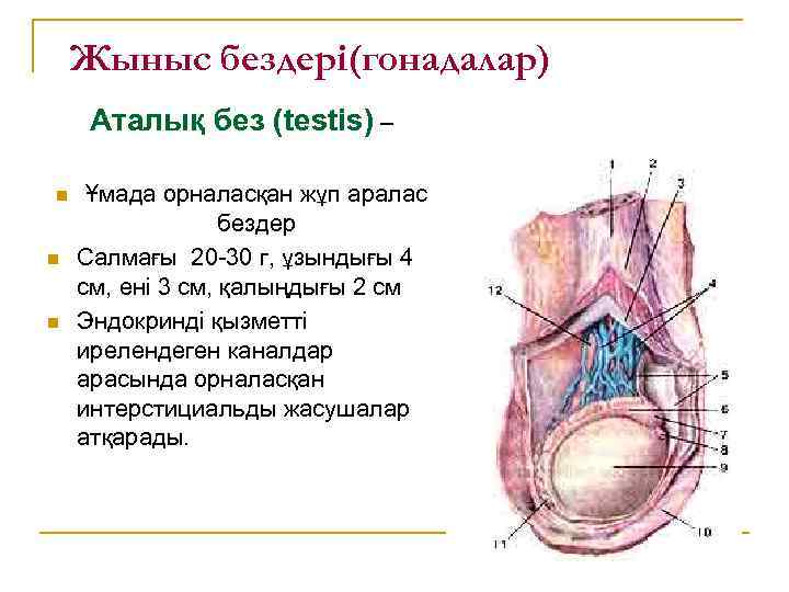 Жыныс бездері(гонадалар) Аталық без (testis) – n n n Ұмада орналасқан жұп аралас бездер
