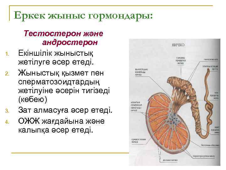 Еркек жыныс гормондары: 1. 2. 3. 4. Тестостерон және андростерон Екіншілік жыныстық жетілуге әсер