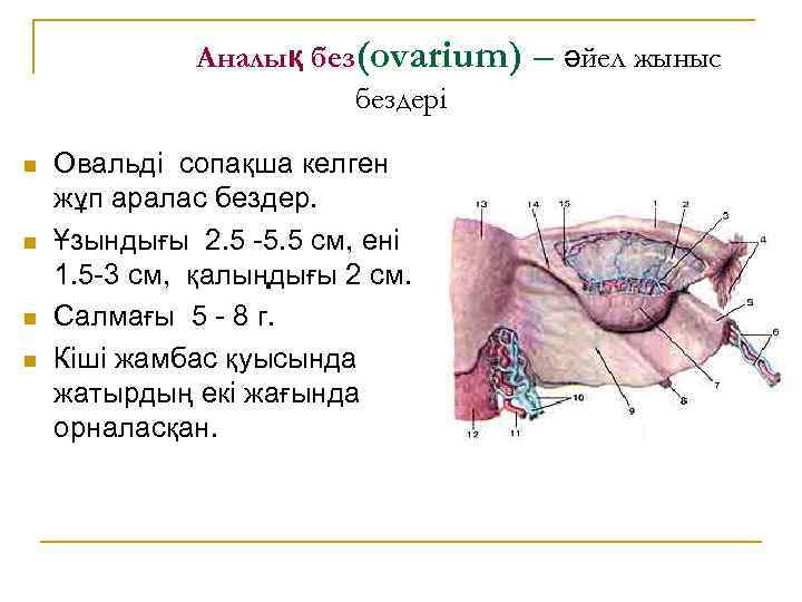 Аналық без(ovarium) бездері n n Овальді сопақша келген жұп аралас бездер. Ұзындығы 2. 5