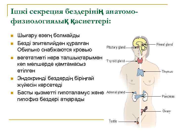 Ішкі секреция бездерінің анатомофизиологиялық қасиеттері: n n n Шығару өзегң болмайды Безді эпителийден құралған