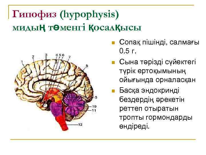 Гипофиз (hypophysis) мидың төменгі қосалқысы n n n Сопақ пішінді, салмағы 0. 5 г.