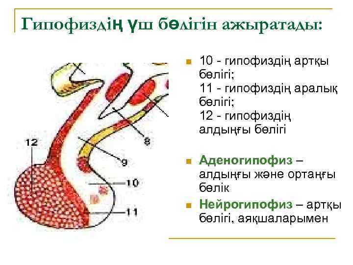 Гипофиздің үш бөлігін ажыратады: n 10 - гипофиздің артқы бөлігі; 11 - гипофиздің аралық