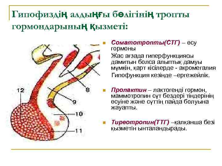Гипофиздің алдыңғы бөлігінің тропты гормондарының қызметі: n Соматотропты(СТГ) – өсу гормоны Жас ағзада гиперфункциясы
