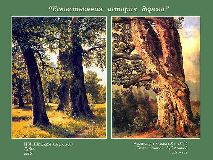 “Естественная история дерева” И. И. Шишкин (1832 -1898) Дубы 1886 Александр Калам (1810 -1864)