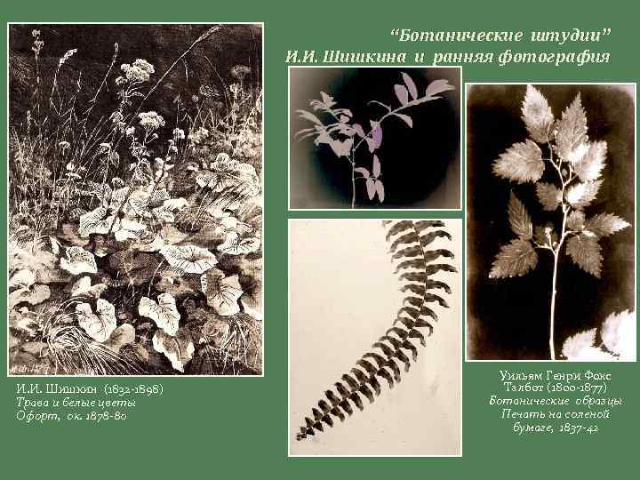 “Ботанические штудии” И. И. Шишкина и ранняя фотография И. И. Шишкин (1832 -1898) Трава
