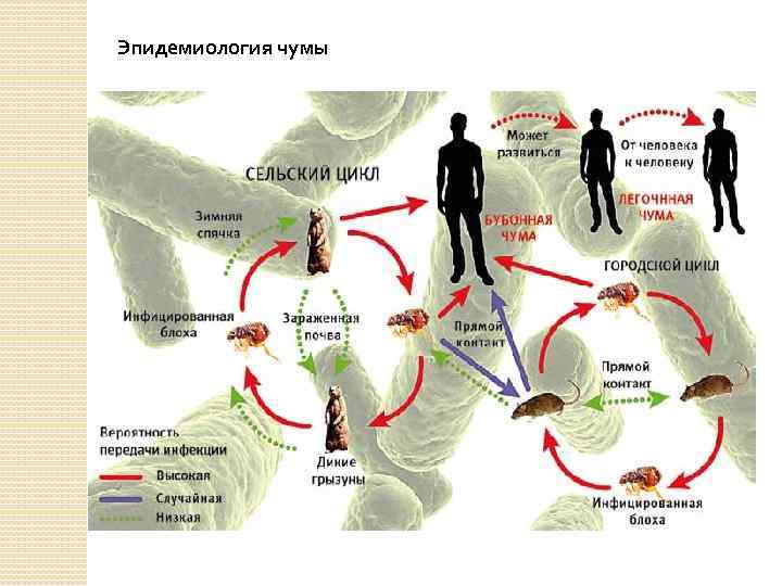 Профилактика чумы картинки