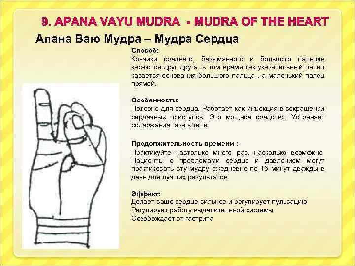 Апана Ваю Мудра – Мудра Сердца Способ: Кончики среднего, безымянного и большого пальцев касаются